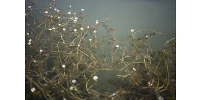 Common Water Crowfoot